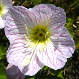 �ʐ^���X�F�ԁB