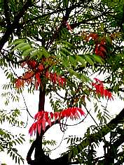 �ʐ^�P�P�|�T�F��@�������̔��̖؁B