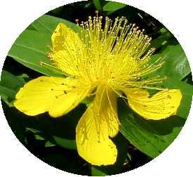 �ʐ^���F�r���E���i�M�̉ԁB