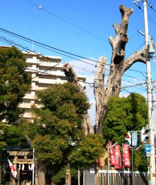 写真2:渡辺綱の「駒繋ぎの楠」の全貌。