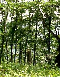 �ʐ^�P�T�|�P�F���ؓy��̎�s�ՁB