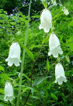 �ʐ^�P�X�F�o�R���߂��ŎB�����ԁB