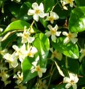 写真5−1:八木城登山道の花。