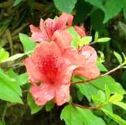 写真5−2:八木城登山道のヤマツツジ。