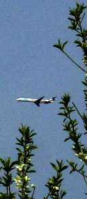 写真0−2:桃の花の間から見えるOBP上空の旅客機。