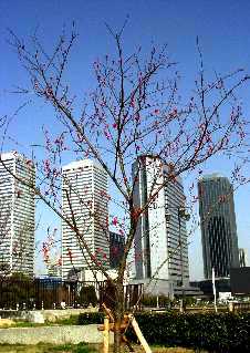 写真0−3:石碑脇から直ぐの紅色の花。