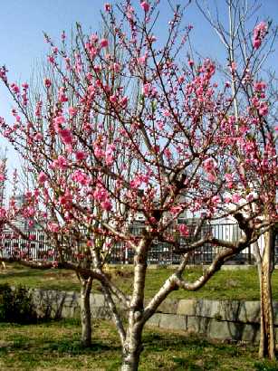 �ʐ^�P�|�P�F���F�̉Ԃ̖؁B