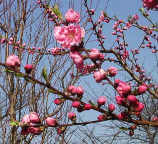 写真1−3:桃色の花の枝と蕾。