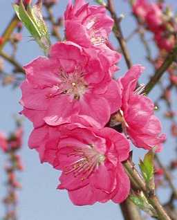 写真1−4:桃色の花の花冠。