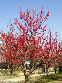 写真2−1:紅色の花の木。