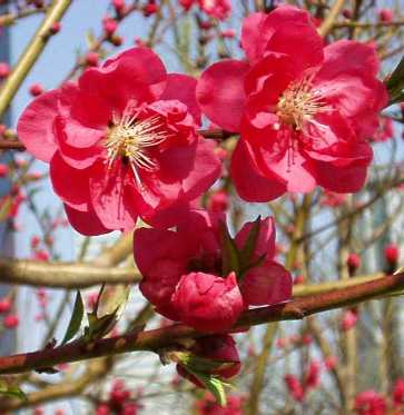 写真2−2:紅色の花の花冠。
