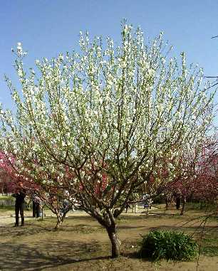 写真3−1:白色の花「関白」の木。