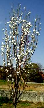 写真3−2:照手羽衣の「関白」。