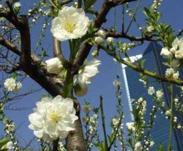 写真3−3:白色の花の花冠と蕾。