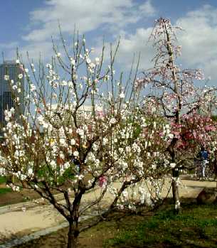 写真4−1:通常の「源平」と枝垂れの「源平」。