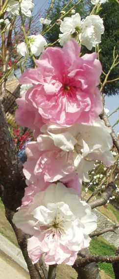 写真4−2:通常の「源平」の花冠。