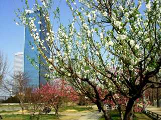 写真5:桃園全体の風景と白色の花。