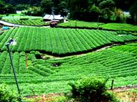 �ʐ^�Q�|�T�F�썪���R�w�t�߂̒����B