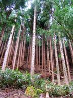 �ʐ^�a�P�Q�|�P�F�Ց��w�̐��сB