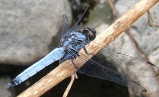 �ʐ^�O�|�T�F�瓪�w�߂��̑���͐�~�ɋ����I�I�V�I�J���g���{�́��B