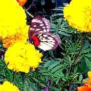 ǏSFz̒iXWO}_V`EjB