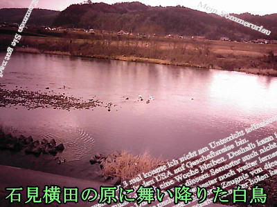 石見横田の原に舞い降りた白鳥、後に見えるのは向横田頚ヶ滝城である。