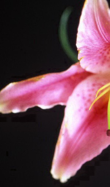 ��r�p�̃t�B�����ʐ^����