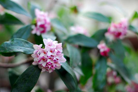 沈丁花の香る頃