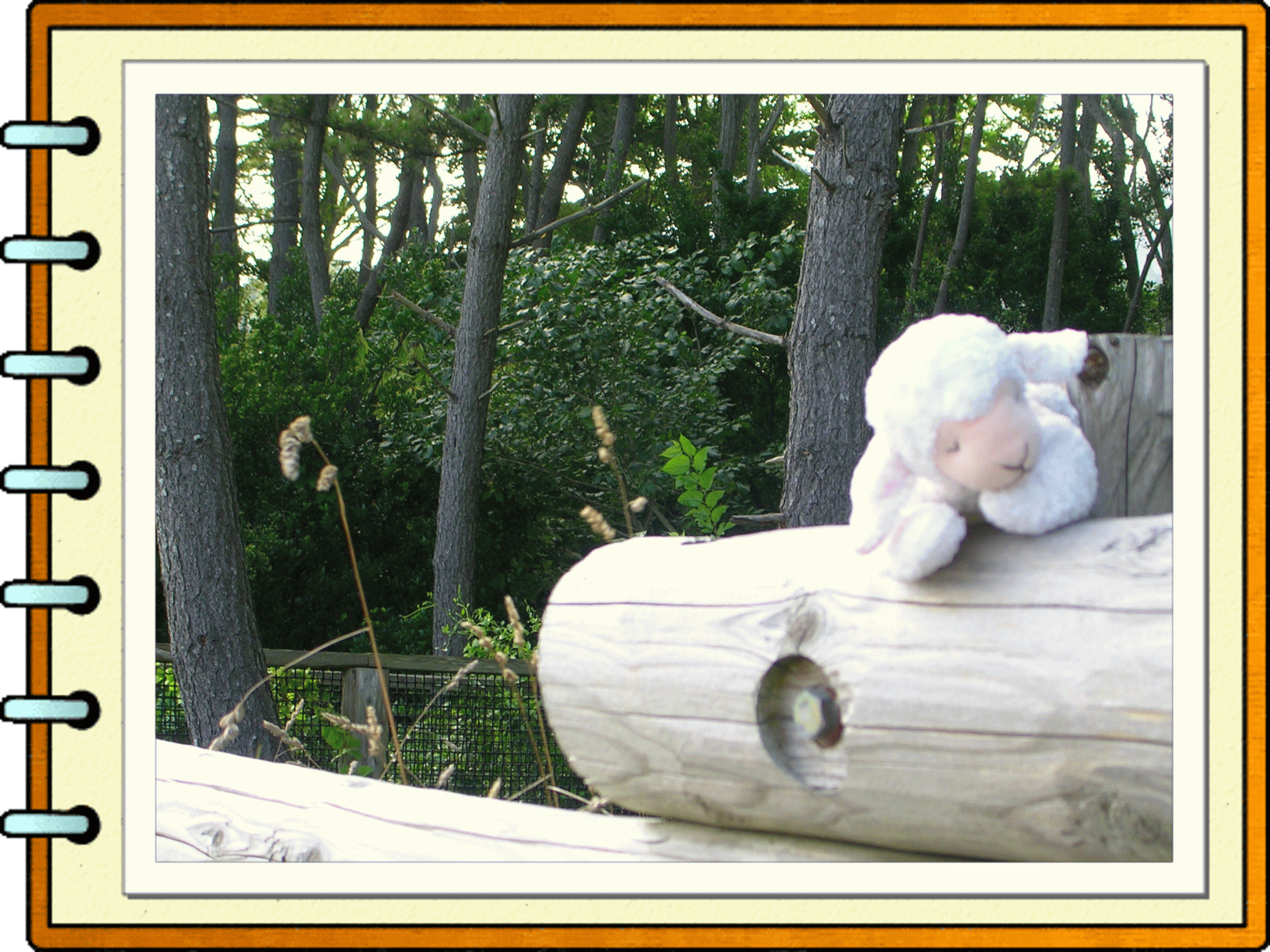 �t���[��