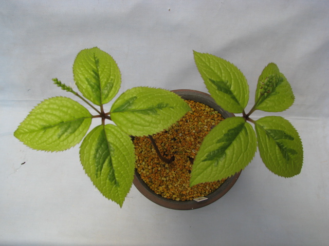 カキラン　朱富士(あかふじ)　赤花カキラン カキラン - 野山に自然に咲く花のページ