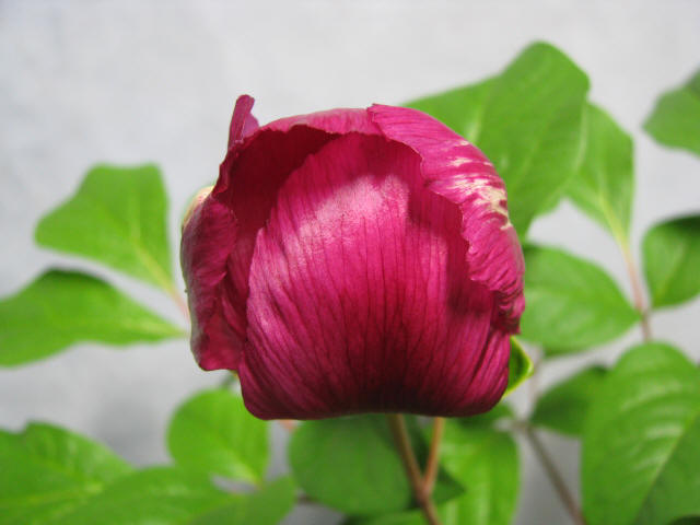 山野草、極濃色紅花ヤマシャクヤク（津軽紅×緋宝） 限定セール，SALE 山野草 斑入り 赤花 ヤマシャクヤク 実生2年