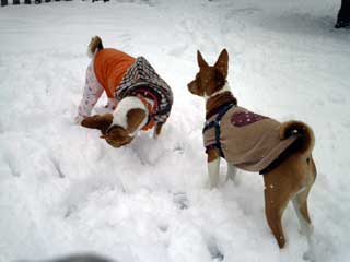 雪中歩行訓練だ！・・・付き合いきれんわ。姉ぇ～ちゃん帰ろ～。ウン、サッサと帰ろー。