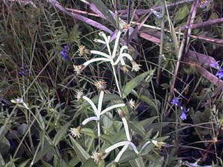 �`���E�W�M�N