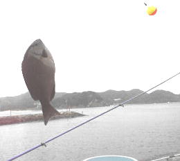 �^�o�R�̔����傫������Ȃ���