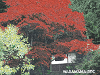 sarukura1106_thumb.png