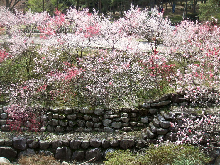 DSCF7287.jpg