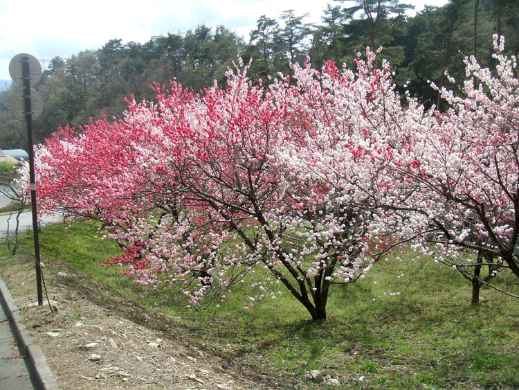 DSCF7288.jpg