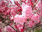 DSCF7290_thumb.png