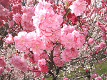 DSCF7291_thumb.png