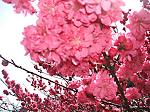 DSCF7292_thumb.png