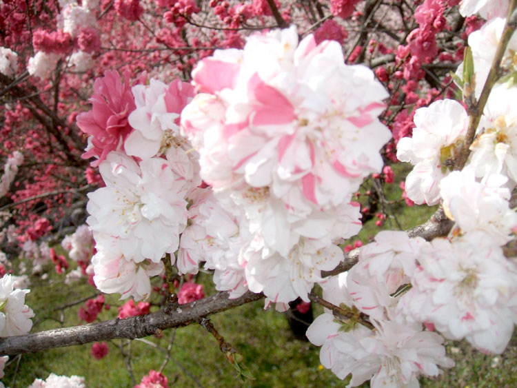 DSCF7293.jpg