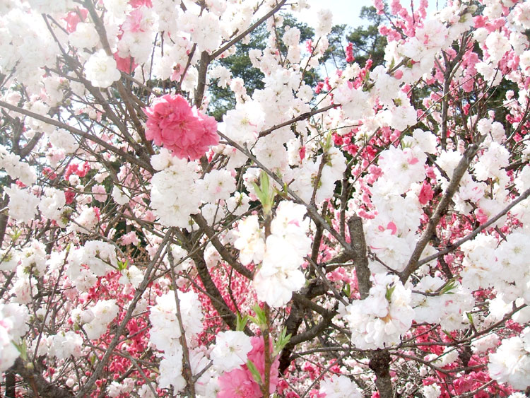 DSCF7298.jpg