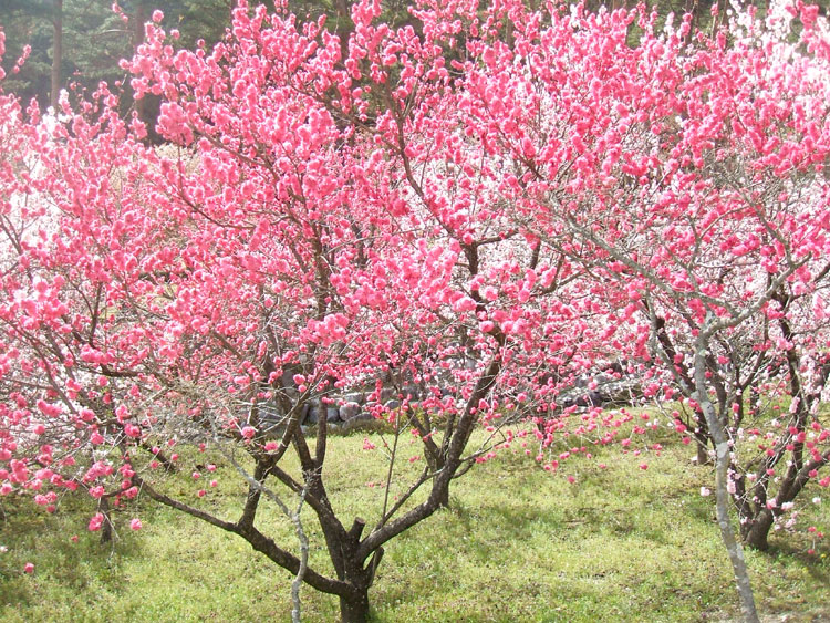 DSCF7300.jpg
