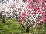 DSCF7302_thumb.png