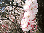 DSCF7304_thumb.png