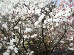 DSCF7305_thumb.png