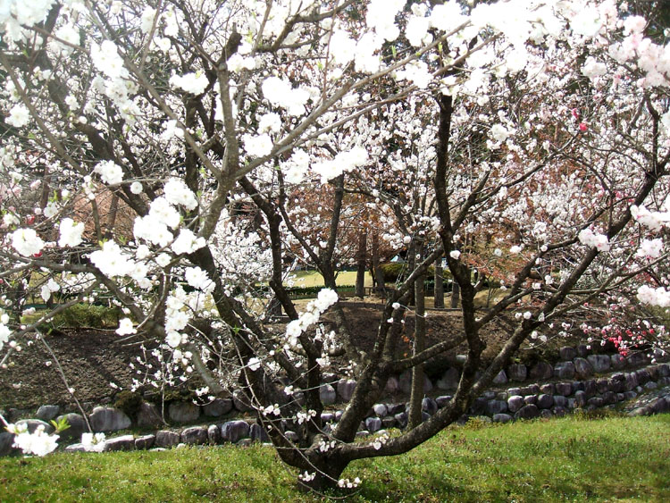 DSCF7306.jpg