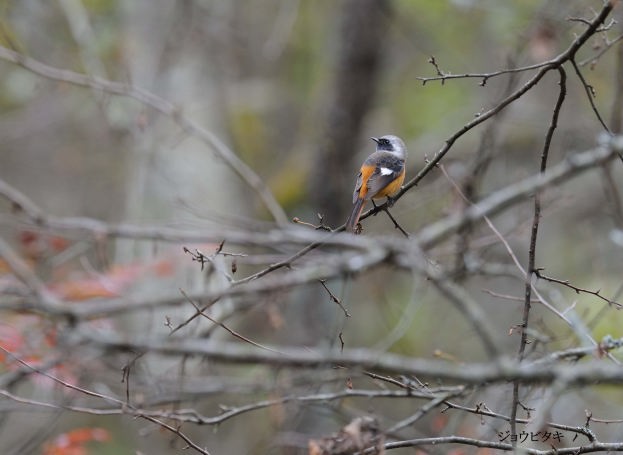 �W���E�r�^�L