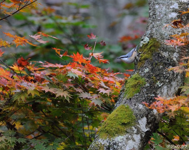 �S�W���E�J��