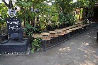 LUWAK COFFEE